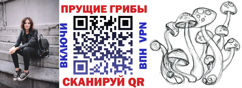 как найти Цимлянск Галлюциногенные грибы Psilocybine cubensis